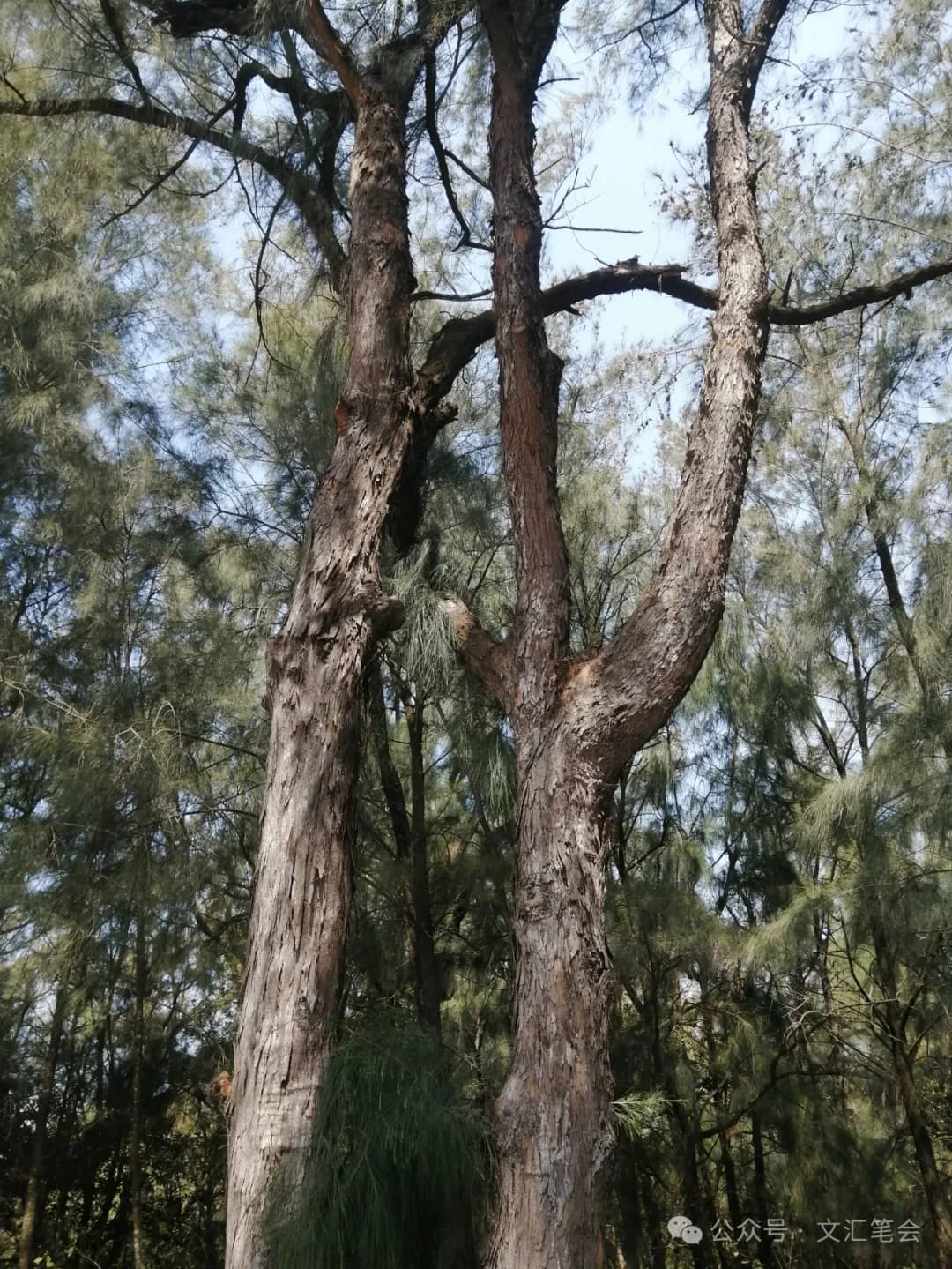木麻黄林带 - 2